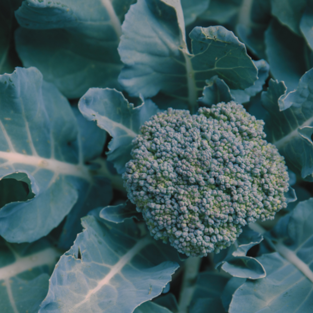 Close-up of a broccoli plant in a garden, dense green leaves wrapped around a tight central head