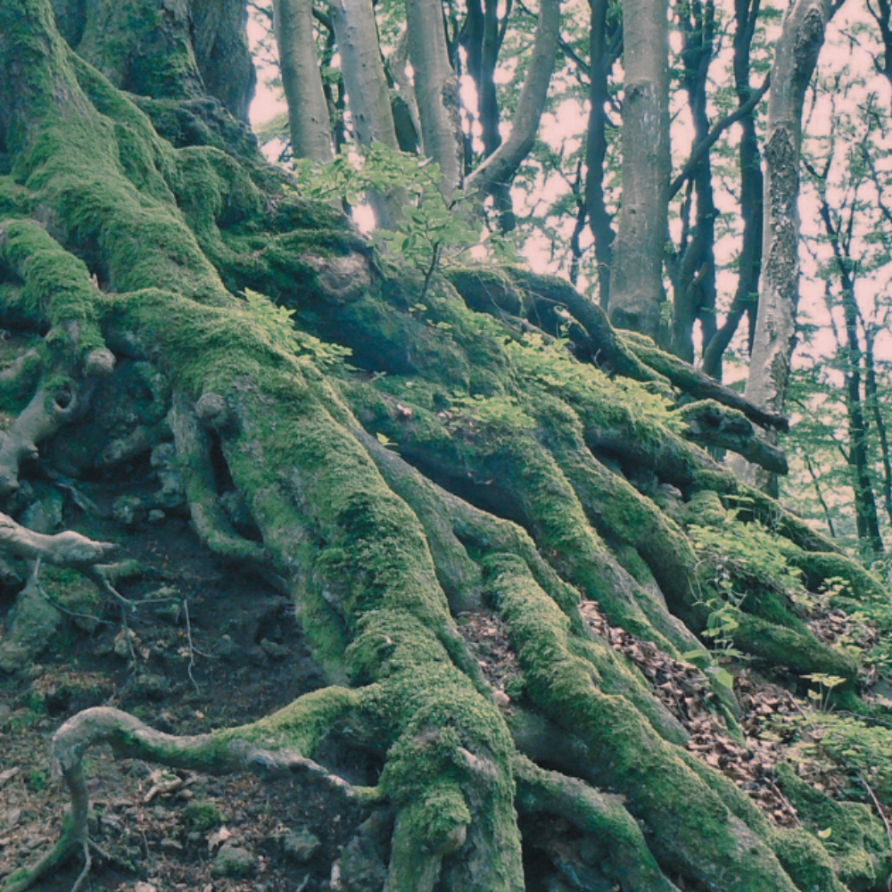A wooded forest hillside with a complex tangle of exposed tree roots covered in bright green moss