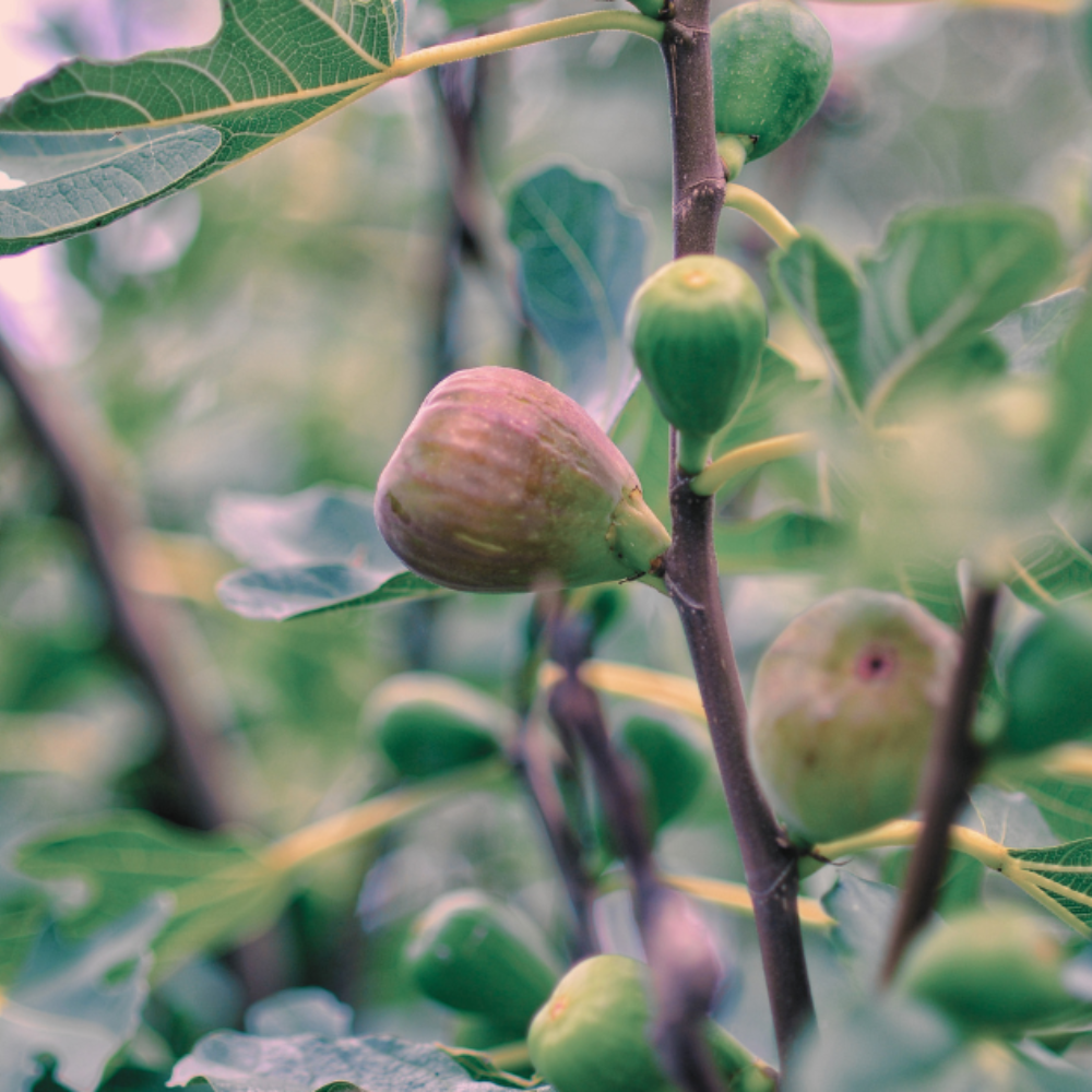 Ripening figs hanging on a fig branch surrounded by soft green leaves
