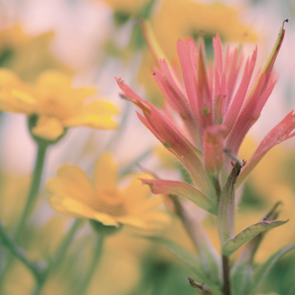 A pink Indian paintbrush flower in soft focus among small yellow blossoms in warm natural light