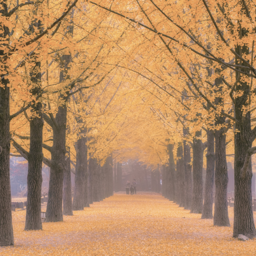 A wide avenue lined with golden ginkgo trees in full autumn bloom, fallen leaves carpeting the path, a single figure walking in the distance