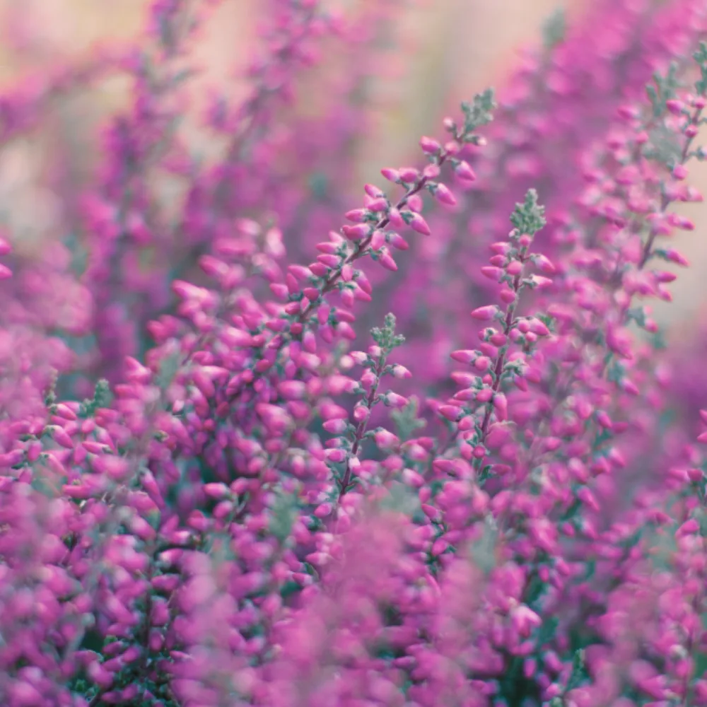 Close-up of pink heather flowers in soft natural light